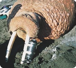 The Crittercam team safely harnessed, or attached, the camera to a walrus.