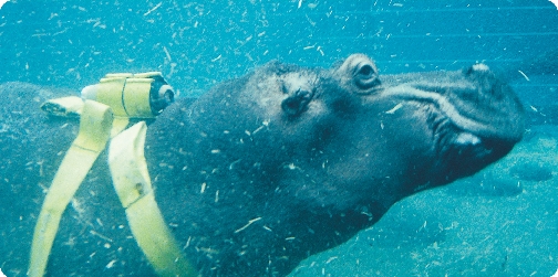 The Crittercam harnessed to a hippopotamus