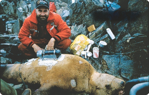 Marshall attached a Crittercam to a furry sea lion with glue. The glue will disappear when the animal molts.