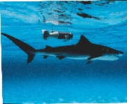 Crittercam is tethered to the shark’s dorsal, or top, fin.