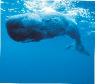 A sperm whale surfaces. The whales dive deep in the ocean to find food.