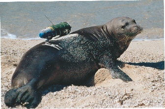 The Crittercam allows Marshall and his team to follow the monk seal into deep water.