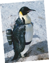 Photograph of a standing Emperor penguin with a Crittercam strapped on its back