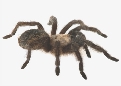 Illustration of a spider