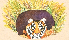 Illustration of a tiger in a hole