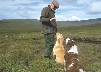 Photograph of two dogs sitting as man gives a hand command