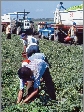 Photograph of farm workers picking crops in a field