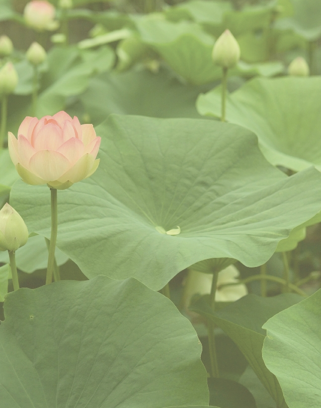 Photograph of lotus flowers growing