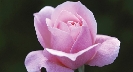 Photograph of a rose