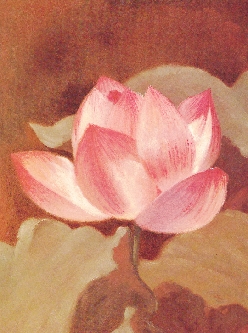 Illustration of a lotus flower in bloom