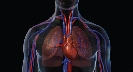 Illustration that shows the lungs and heart inside the human body