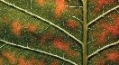 Photograph showing vessels on the underside of a leaf