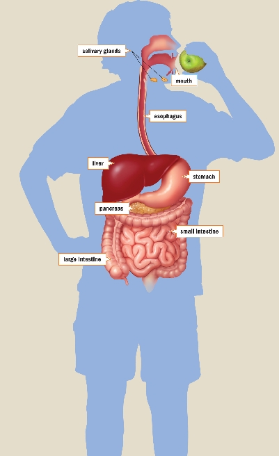 Digestive System