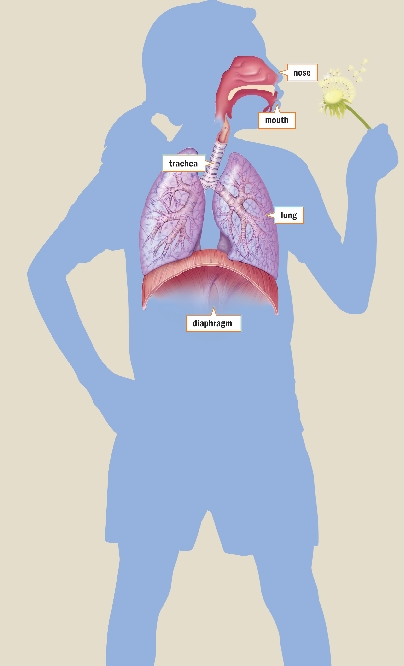 Respiratory System