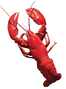 Lobster