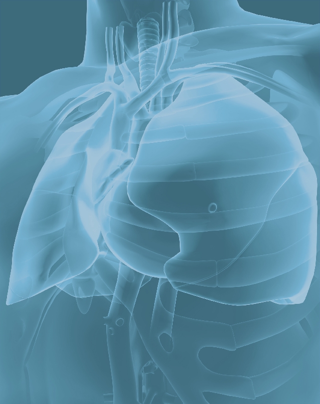 Illustration of the organs inside the chest: lungs, ribs, heart, veins, arteries, esophagus