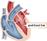 good blood flow