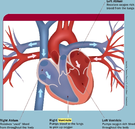 Heart Diagram