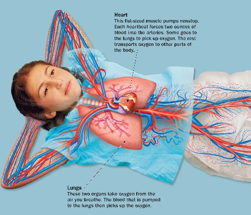 HeartThis fist-sized muscle pumps nonstop. Each heartbeat forces two ounces of blood into the arteries. Some goes to the lungs to pick up oxygen. The rest transports oxygen to other parts of the body.