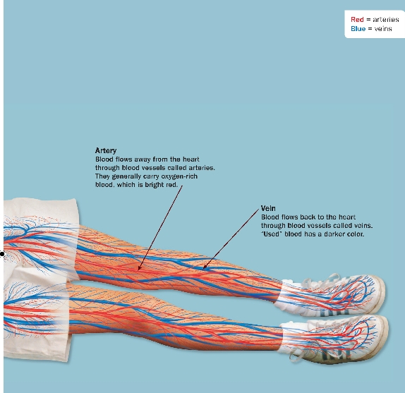 

Red = arteries
Blue = veins
