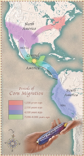 Corn’s Journey Through the Americas