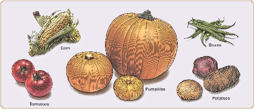 Foods Grown in North America