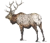 Illustration of an elk