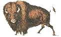 Illustration of a bison (commonly called the American Buffalo)