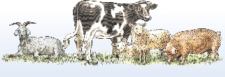 Illustration of animals brought by Europeans (goat, cow, sheep, pig)