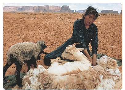 A Navajo woman in the American Southwest cuts wool from sheep. Sheep are still an important part of Navajo life.