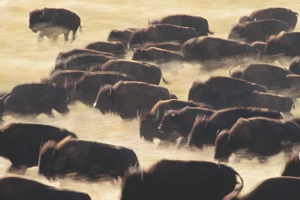 A herd of stampeding buffalo