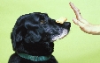 Photograph of a dog sitting still while being given a hand command