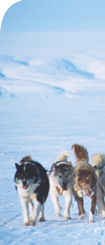 An Inuit hunter pulled by his dogsled team in northwest Greenland