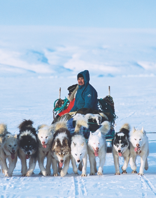 Photograph of an Inuit hunter being pulled by his dogsled team