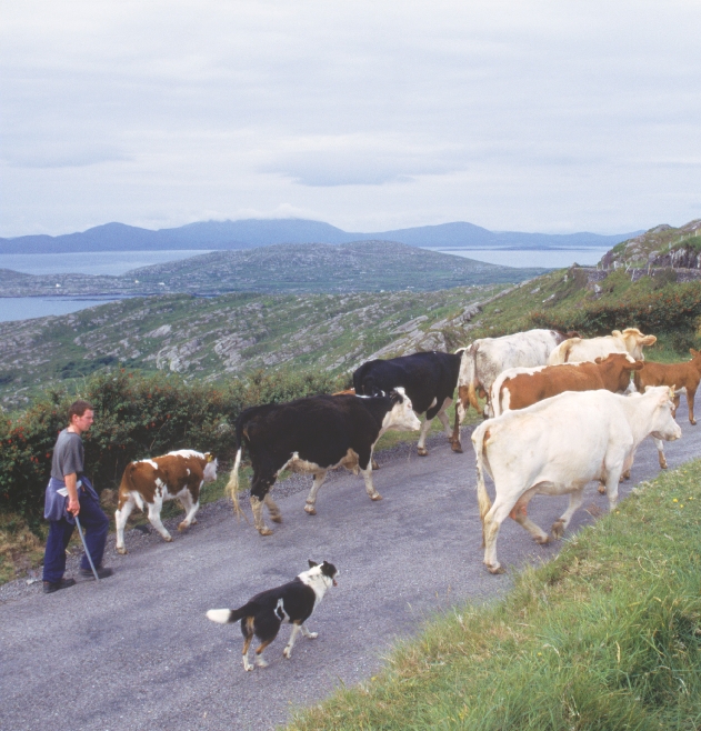 Photograph of a boy and a dog herding cattle