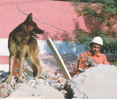 A German shepherd rescue dog searches through the rubble of a building after an earthquake.