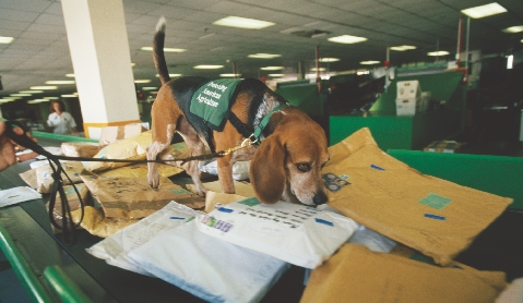 A beagle working for the Beagle Brigade in Miami, Florida