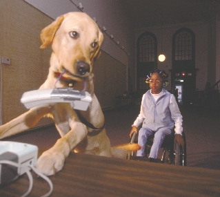 A service dog named Kayla assists others by answering telephones, picking up items, and providing companionship.