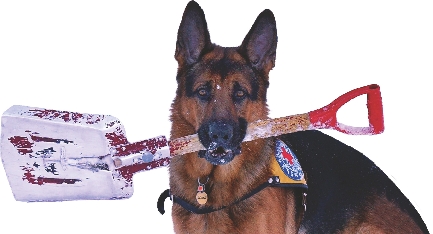 Photograph of a German shepard with a snow shovel in its mouth