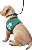 Photograph of a service dog on a leash