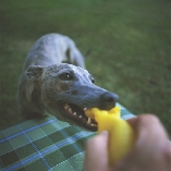 Our dog loves toys. He plays tug-of-war with them.