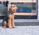 Photograph of a dog on a leash sitting outside a store