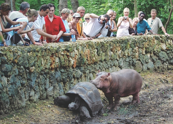 Owen follows Mzee wherever he goes. Visitors to Haller Park gather to watch feeding time every afternoon.