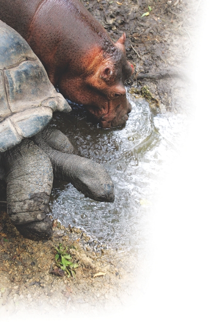 Photograph of Mzee and Owen drinking water side by side