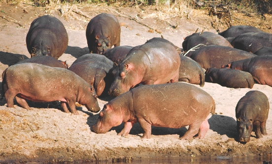 A herd of hippos rest on the edge of the water in Africa.