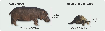 Size Comparison Diagram