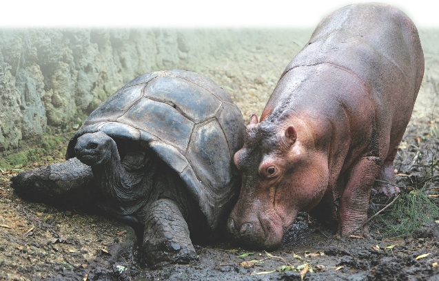 Mzee and Owen in 2006, two years after Owen’s arrival.