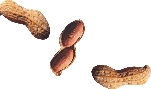 Photograph of a few peanuts