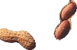 Photograph of several peanuts