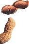 Photograph of several peanuts